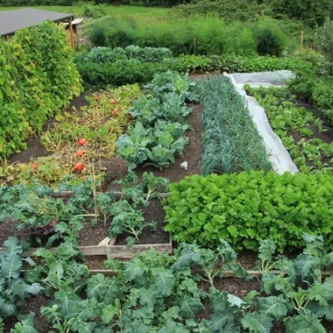 Abundant vegetable garden. (pinterest.com)