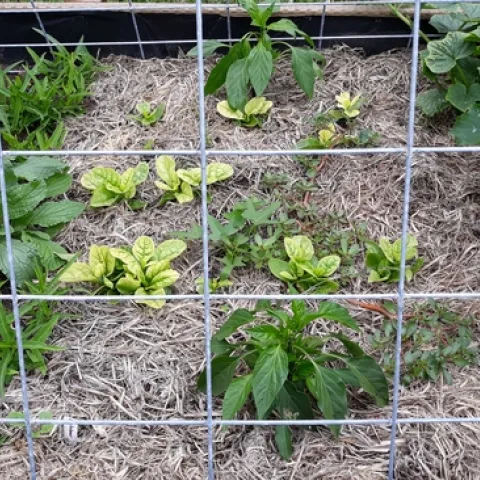 Straw mulch retains moisture