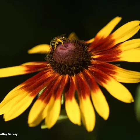 A sweat bee, Halictus ligatus, foraging on a Black-Eyed Susan in a Vacaville, Calif. pollinator garden. (Photo by Kathy Keatley Garvey)