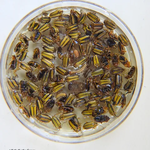 Assorted elm leaf beetles and larvae. (Photo by Kathy Keatley Garvey)