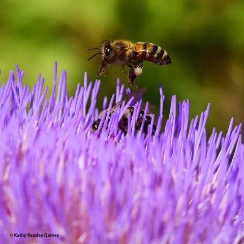 A honey bee begins cleaning her proboscis (tongue) before landing on a blossoming artichoke. (Photo by Kathy Keatley Garvey)