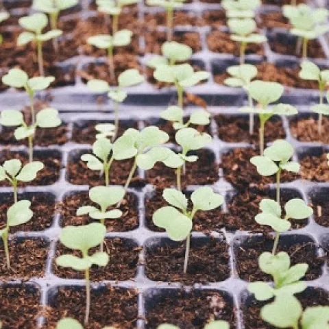Seeds germinating