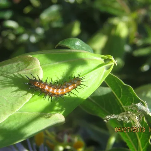 Fritillary caterpillar. photo by Sharon Rico