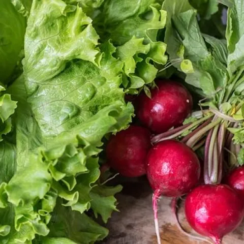 lettuce radish harvest pixabay