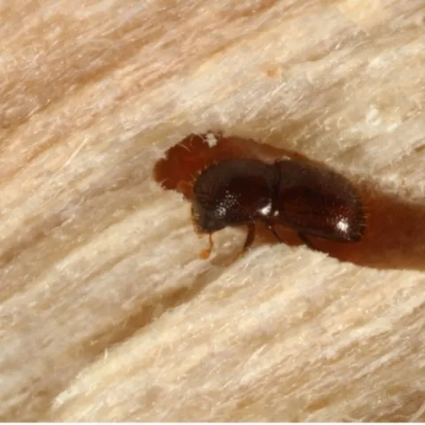 A small black brown beetle in a tunnel gallery in a piece of wood.