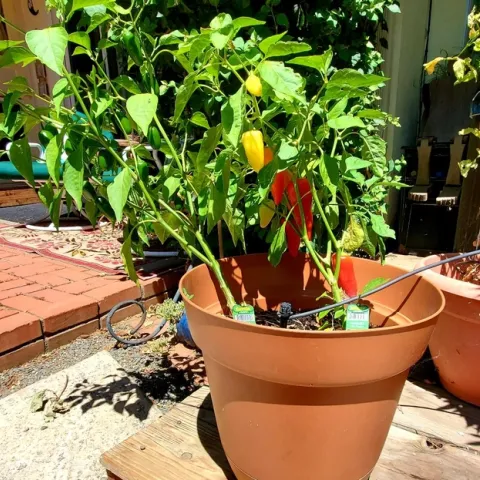 Havasu & Jalepeno Plants - Al Alvarado