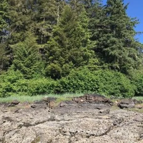 Alaska Sitka Spruce (photos by Karen Metz)