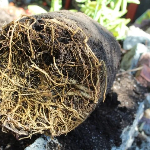 photo by Brenda Altman