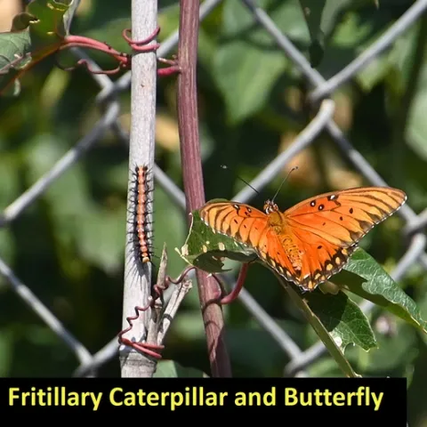 Fritillary and Caterpillar 1500 x 1199 pixel