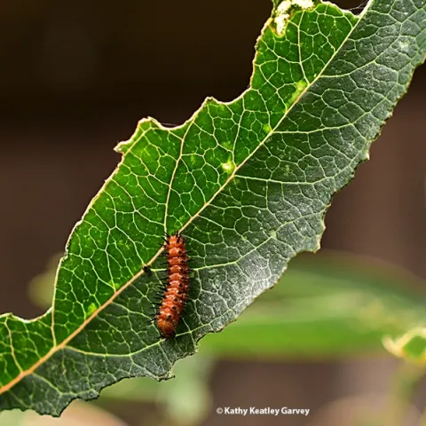 A Gulf Fritillary caterpillar on a passionflower (Passiflora) leaf. (Photo by Kathy Keatley Garvey)