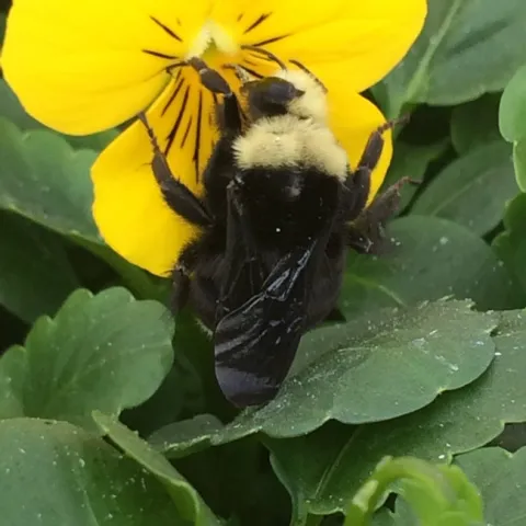 Male Carpenter Bee