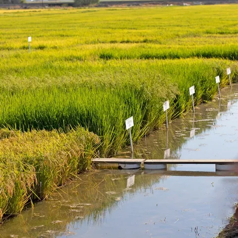Rice Experiment Station, Biggs, CA