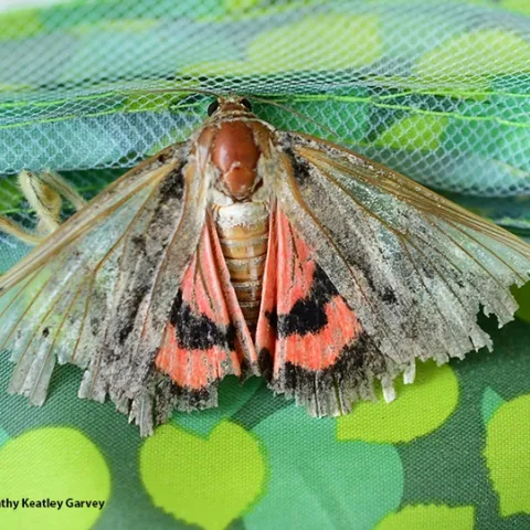 An underwing moth, maybe a Catocala amatrix, with tattered wings. (Photo by Kathy Keatley Garvey)
