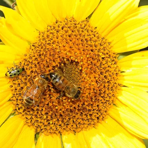 Honey bees sharing an east-facing sunflower with a spotted cucumber beetle. (Photo by Kathy Keatley Garvey)