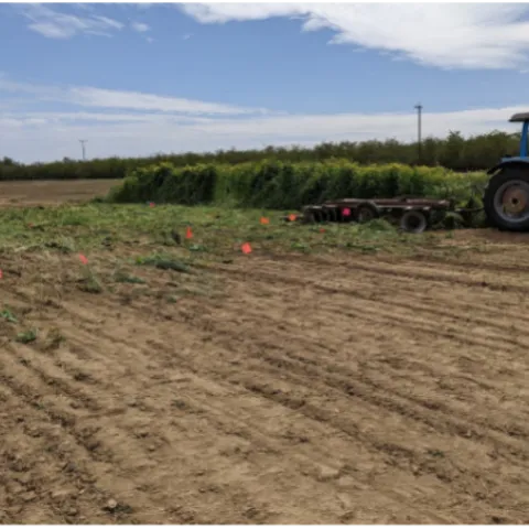 5 different cover crop mixes were terminated in Shafter on March 18, 2021 using a disc harrow.