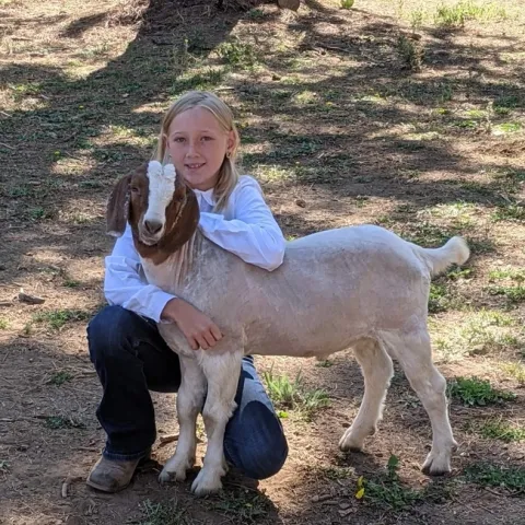 Blonde girl crouches with her arms around the neck of a goat that has a brown and white face.
