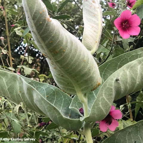 Find the praying mantis! It's on the showy milkweed, Asclepias speciosa. (Photo by Kathy Keatley Garvey)