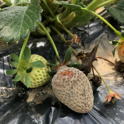Botrytis fruit rot