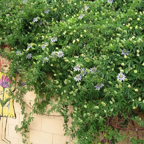 Blue and white passion flower vine. (anniesannuals.com)