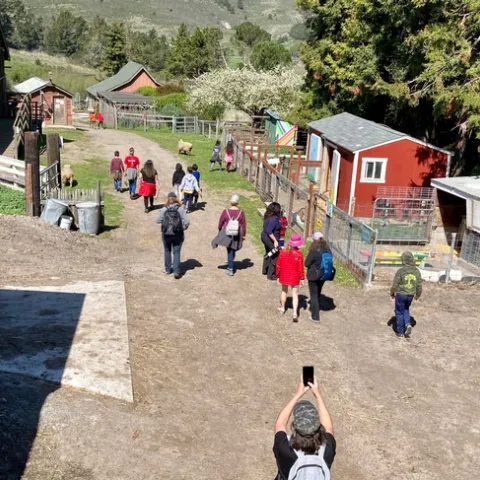 A group of children walk down a dirt path between livestock pens.
