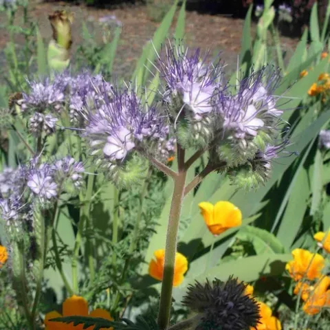 Phacelia and poppies, Cindy Weiner