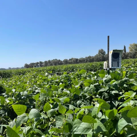 An insect monitoring sensor used for counting Lygus bugs and insect natural enemies in a dry bean field, UC Davis 2021.