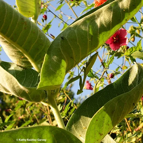 A praying mantis, Stagmomantis limbata, hanging out on a milkweed in Vacaville, Calif. after molting. (Photo by Kathy Keatley Garvey)