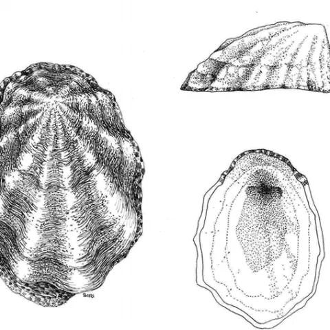 This is the rough limpet, Lottia digitalis, as sketched by Lynn Siri Kimsey as a teenager working on a San Francisco Bay intertidal invertebrate project. (Illustration by Lynn Siri Kimsey)