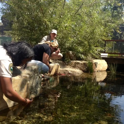 A constructed wetland at the Los Angeles County Natural History Museum provides habitat, removes pollutants and allows for groundwater recharge. It also provides an opportunity to learn about and connect with nature in the city. As two people lean over to touch the water, Sabrina Drill, shown squatting beside them, describes aquatic ecosystems.