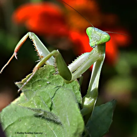 A female praying mantis, Stagmomantis limbata, peers at the photographer in a Vacaville pollinator garden. (Photo by Kathy Keatley Garvey)
