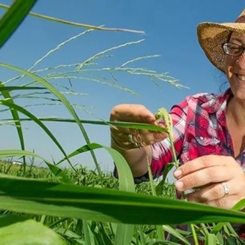 Whitney Brim-DeForest
UCCE County Director, Sutter-Yuba Counties and UCCE Rice Advisor. Sutter, Yuba, Placer and Sacramento Counties