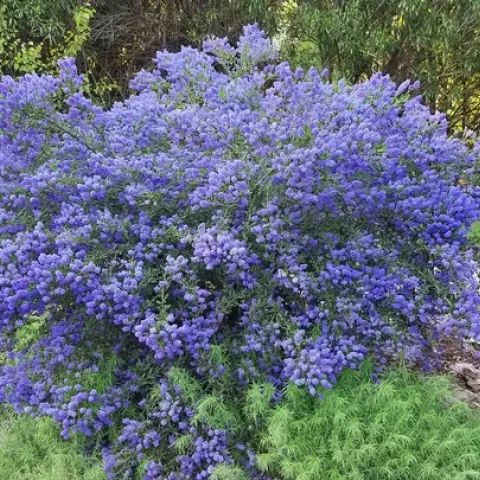 Ceanothus, Concha, J. Alosi