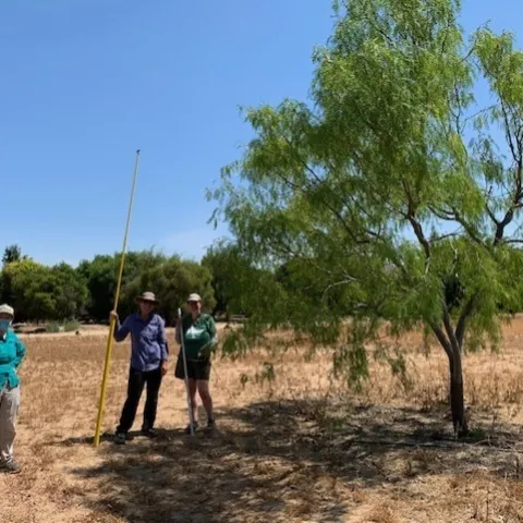 scientists working in the field where trees were planted