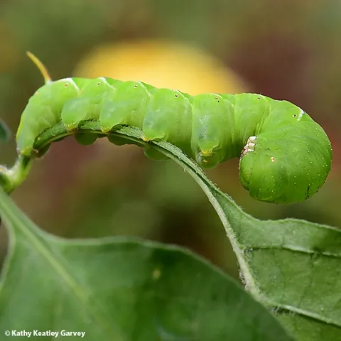 This hornworm is feeding on a pepper plant. (Photo by Kathy Keatley Garvey)
