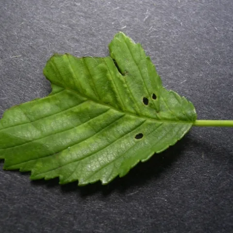 An elm leaf that's chewed up by an insect