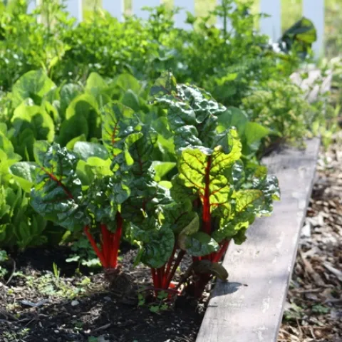 Figure 2. Beets growing in a garden bed. Photo by Jennifer Baumbach, UCCE.