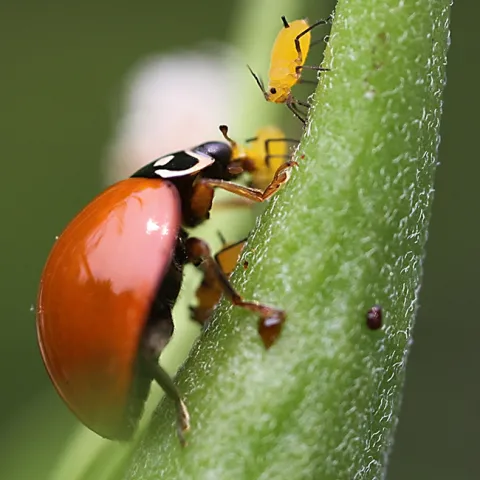 A lady beetle, aka ladybug, munches on an aphid, as another aphid looks as if it's waiting its turn to be eaten. (Photo by Kathy Keatley Garvey)