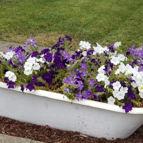 cast iron bathtub with petunias