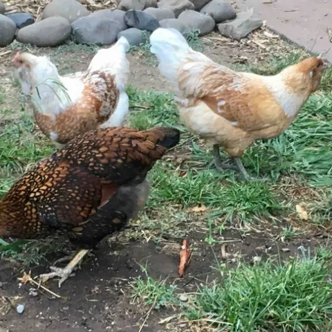 Chickens, Joyce Hill