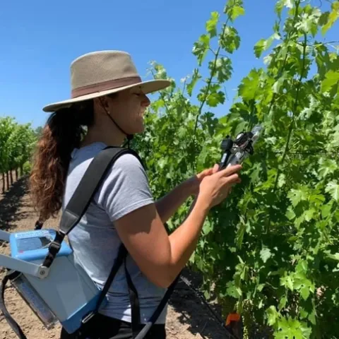 UC Davis graduate student measures photosynthesis on cabernet sauvignon grapevines