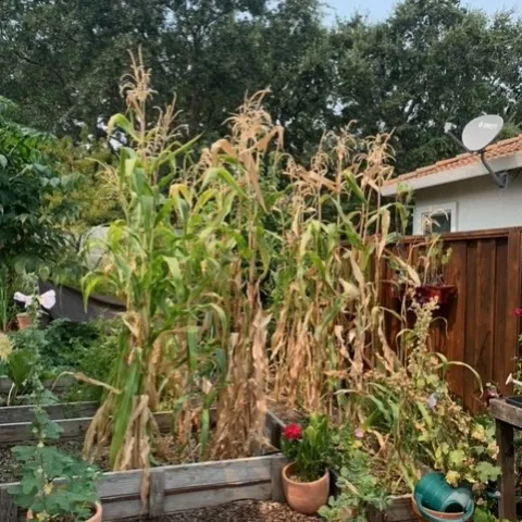 Corn stalks. photos by Kathy Gunther