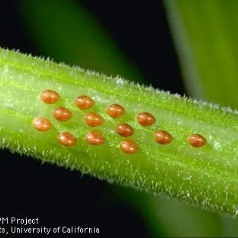 Close up of red orange oblong eggs in three neat lines laid along the stem of a bright green, hairy squash leaf.