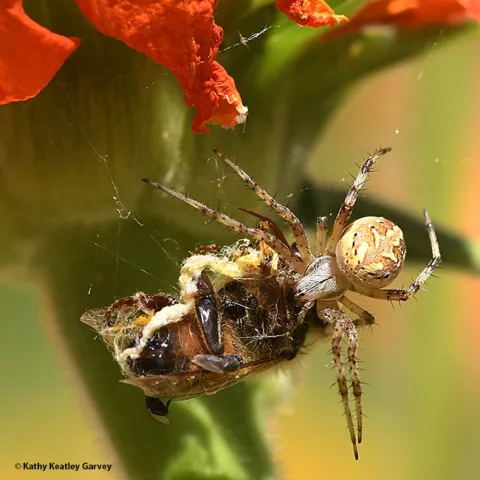 A spider executes Plan Bee. (Photo by Kathy Keatley Garvey)