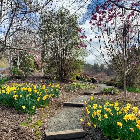 TulipLandscape MariaKrenek