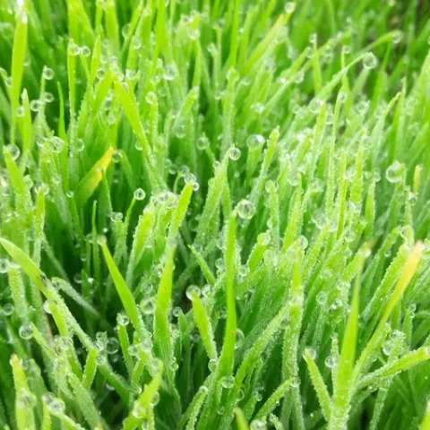 healthy pasture outcompetes weeds