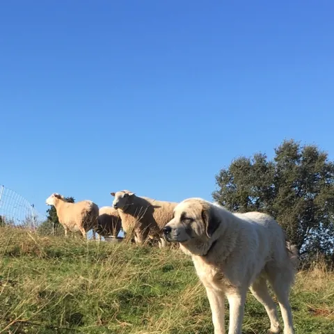 Livestock guardian dog protecting sheep