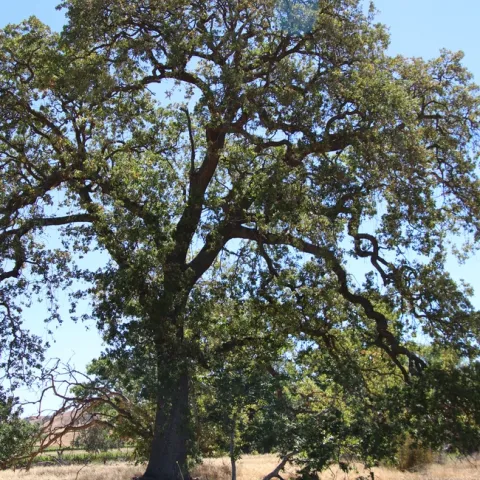 Tall oak tree in a field.