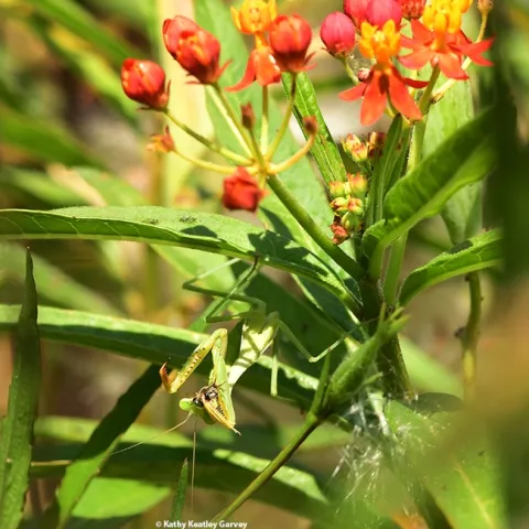 "Walda" snares a bee, probably a leafcutter bee, in a patch of milkweed. (Photo by Kathy Keatley Garvey)