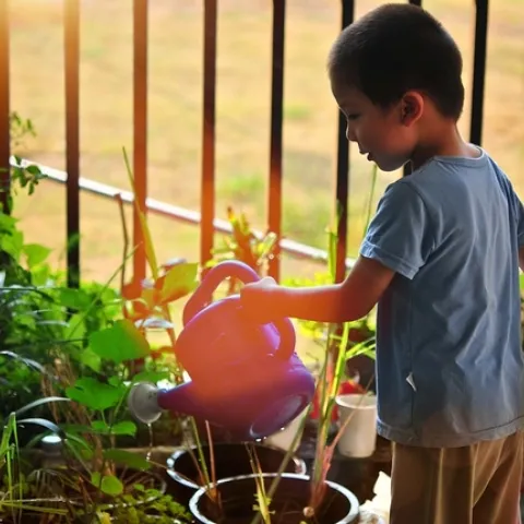 Little boy holding an orange watering can over some plants.