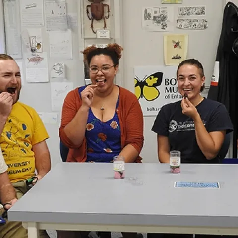 Sampling a chocolate-covered cicada snack are (from left) Maxwell Arnold, Brennen Dyer, Iris Bright, Amberly Hackmann, and Lynn Kimsey, director of the Bohart Museum of Entomology and a UC Davis distinguished professor of entomology. (Photo by Kathy Keatley Garvey)